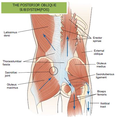 posterior-oblique-subsystem